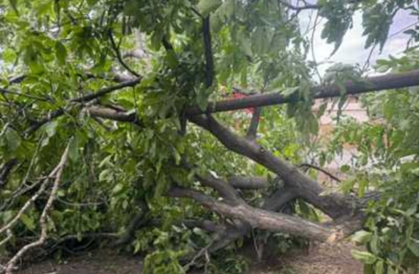 Երևանում քամուց ծառը կոտրվել և ընկել է 77-ամյա քաղաքացու վրա. նա հոսպիտալացվել է